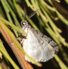 Lipogya exprimataria (Jagged Bark Moth) at Mount Ainslie - 3 Apr 2019 by jb2602