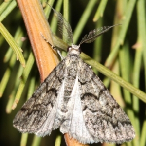 Lipogya exprimataria at Ainslie, ACT - 3 Apr 2019