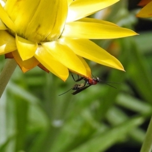 Ichneumonidae (family) at Acton, ACT - 3 Apr 2019