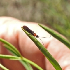 Braconidae (family) (Unidentified braconid wasp) at Acton, ACT - 3 Apr 2019 by RodDeb