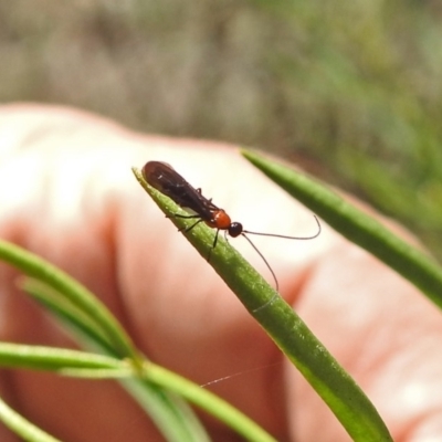 Braconidae (family) (Unidentified braconid wasp) at Acton, ACT - 3 Apr 2019 by RodDeb