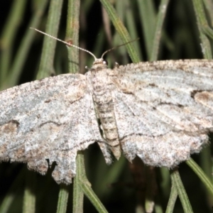 Ectropis (genus) at Ainslie, ACT - 3 Apr 2019