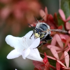 Amegilla sp. (genus) (Blue Banded Bee) at Page, ACT - 4 Apr 2019 by DonTaylor