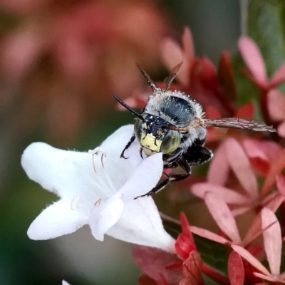 Amegilla sp. (genus) (Blue Banded Bee) at Page, ACT - 4 Apr 2019 by dimageau