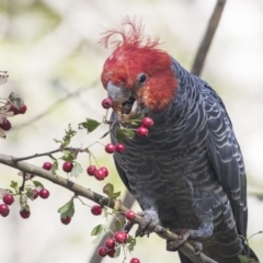 Callocephalon fimbriatum (Gang-gang Cockatoo) at Lake Ginninderra - 2 Apr 2019 by Alison Milton