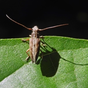 Temnosternus planiusculus at Acton, ACT - 3 Apr 2019