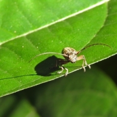 Temnosternus planiusculus at Acton, ACT - 3 Apr 2019