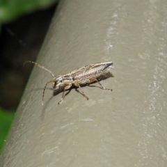 Temnosternus planiusculus at Acton, ACT - 3 Apr 2019 01:02 PM