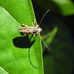 Temnosternus planiusculus at Acton, ACT - 3 Apr 2019