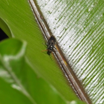 Apocrita (suborder) (Unidentified wasp) at ANBG - 3 Apr 2019 by RodDeb