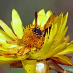 Lipotriches (Austronomia) phanerura at Acton, ACT - 3 Apr 2019 12:14 PM