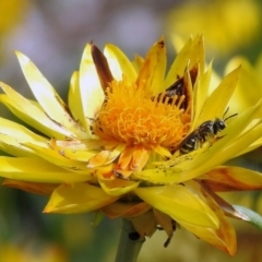 Lipotriches (Austronomia) phanerura at Acton, ACT - 3 Apr 2019 12:14 PM