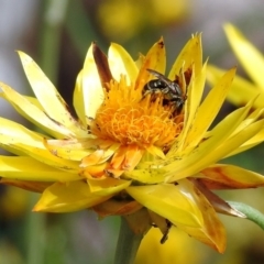 Lipotriches (Austronomia) phanerura at Acton, ACT - 3 Apr 2019