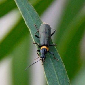 Chauliognathus lugubris at Harrison, ACT - 4 Apr 2019