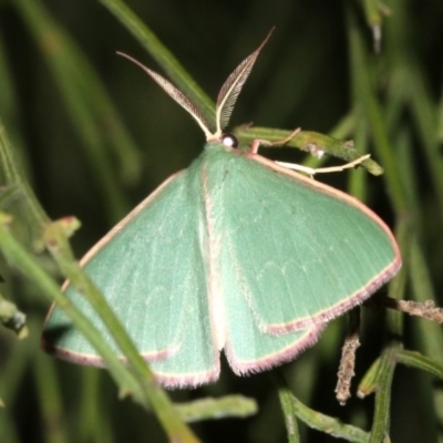 Chlorocoma (genus) (Emerald moth) at Ainslie, ACT - 3 Apr 2019 by jb2602