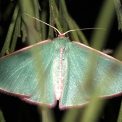 Chlorocoma (genus) (Emerald moth) at Mount Ainslie - 3 Apr 2019 by jb2602
