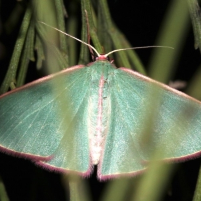 Chlorocoma (genus) (Emerald moth) at Ainslie, ACT - 3 Apr 2019 by jb2602