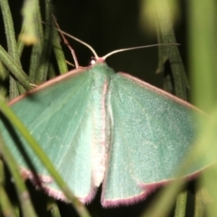 Chlorocoma (genus) at Ainslie, ACT - 3 Apr 2019