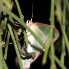 Chlorocoma (genus) at Ainslie, ACT - 3 Apr 2019