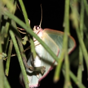 Chlorocoma (genus) at Ainslie, ACT - 3 Apr 2019