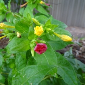 Mirabilis jalapa at Farrer, ACT - 3 Apr 2019