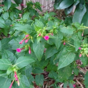 Mirabilis jalapa at Farrer, ACT - 3 Apr 2019 03:33 PM