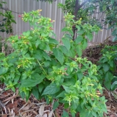 Mirabilis jalapa at Farrer, ACT - 3 Apr 2019 03:33 PM