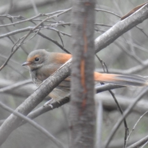 Rhipidura rufifrons at Acton, ACT - 4 Apr 2019 01:54 PM