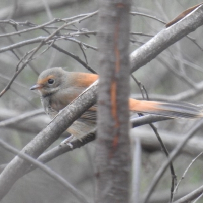Rhipidura rufifrons (Rufous Fantail) at Acton, ACT - 4 Apr 2019 by HelenCross