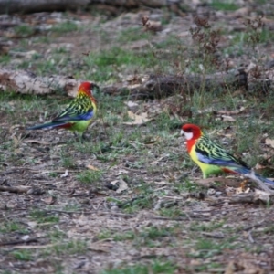 Platycercus eximius at Deakin, ACT - 29 Mar 2019