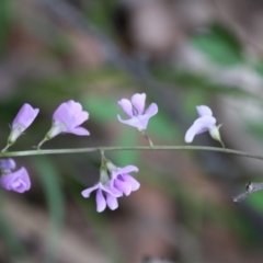 Glycine sp. at Mongarlowe, NSW - 10 Jan 2019 by LisaH