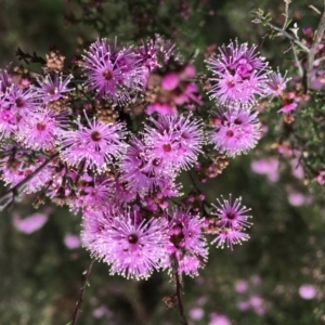 Kunzea parvifolia at Mongarlowe, NSW - suppressed