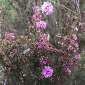 Kunzea parvifolia at Mongarlowe, NSW - suppressed