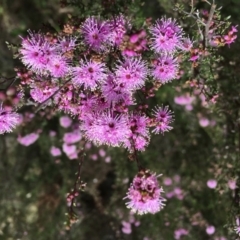 Kunzea parvifolia at Mongarlowe, NSW - suppressed