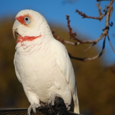 Cacatua tenuirostris (Long-billed Corella) at Hughes, ACT - 15 Jul 2018 by LisaH