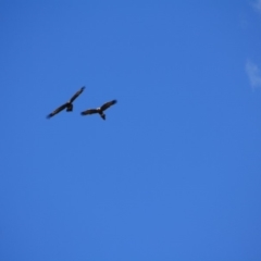 Aquila audax (Wedge-tailed Eagle) at Brindabella, NSW - 16 Mar 2019 by LisaH