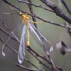 Nymphes myrmeleonoides (Blue eyes lacewing) at Charleys Forest, NSW - 10 Jan 2019 by LisaH