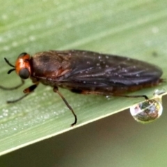 Inopus rubriceps (Sugarcane Soldier Fly) at Ainslie, ACT - 3 Apr 2019 by jb2602