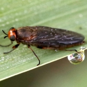 Inopus rubriceps at Ainslie, ACT - 3 Apr 2019 09:42 AM