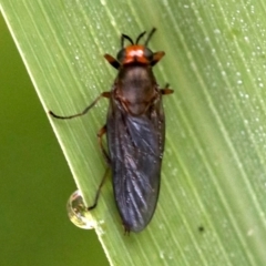 Inopus rubriceps at Ainslie, ACT - 3 Apr 2019 09:42 AM