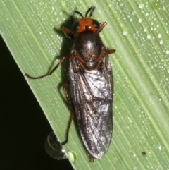 Inopus rubriceps at Ainslie, ACT - 3 Apr 2019