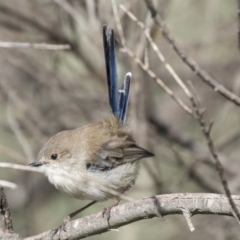 Malurus cyaneus at Belconnen, ACT - 3 Apr 2019