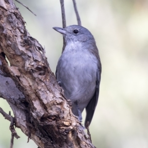 Colluricincla harmonica at Belconnen, ACT - 3 Apr 2019 09:53 AM