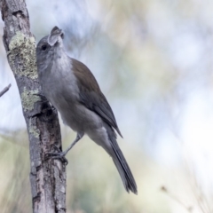 Colluricincla harmonica at Belconnen, ACT - 3 Apr 2019 09:53 AM