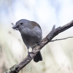 Colluricincla harmonica at Belconnen, ACT - 3 Apr 2019 09:53 AM