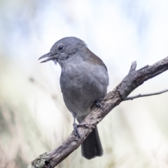 Colluricincla harmonica at Belconnen, ACT - 3 Apr 2019 09:53 AM