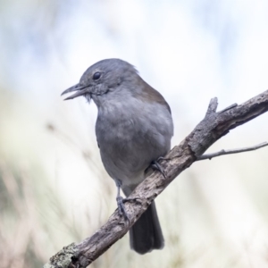 Colluricincla harmonica at Belconnen, ACT - 3 Apr 2019