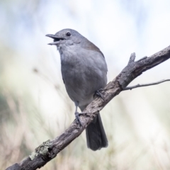 Colluricincla harmonica at Belconnen, ACT - 3 Apr 2019 09:53 AM