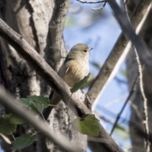 Pachycephala rufiventris at McKellar, ACT - 3 Apr 2019