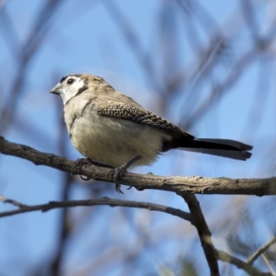 Stizoptera bichenovii (Double-barred Finch) at McKellar, ACT - 2 Apr 2019 by Alison Milton